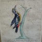 antique colored etching Italian -pichio  -18th century