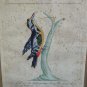 antique colored etching Italian -pichio  -18th century