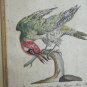 antique colored etching Italian -pichio verde -18th century