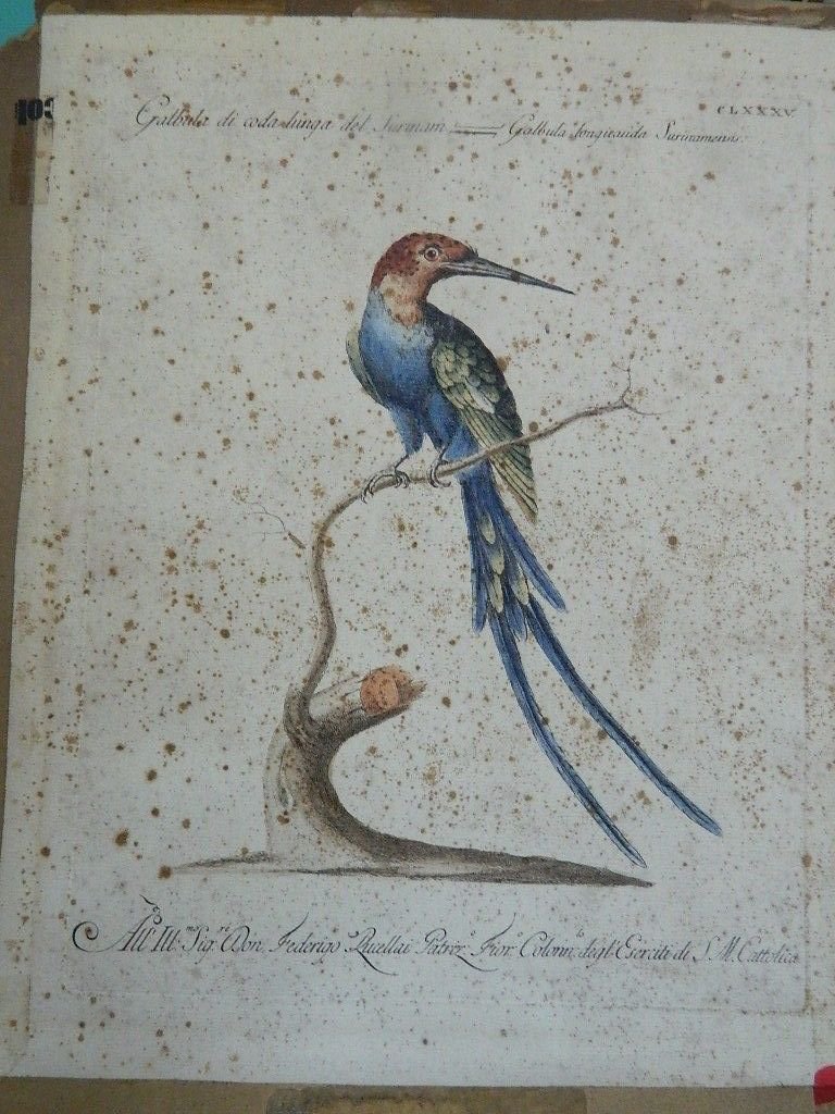 antique colored etching Italian -galbula longicauda surinamensis -18th century