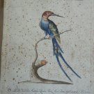 antique colored etching Italian -galbula longicauda surinamensis -18th century