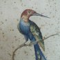 antique colored etching Italian -galbula longicauda surinamensis -18th century