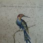 antique colored etching Italian -galbula longicauda surinamensis -18th century