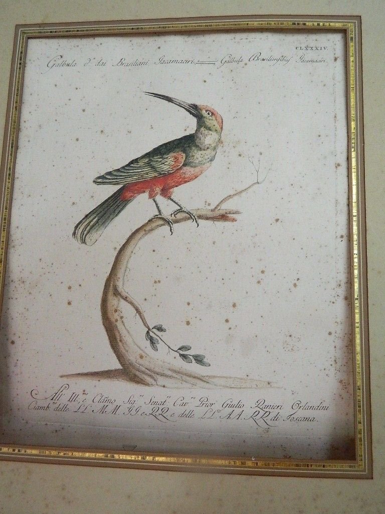 antique colored etching -Galbula Brasiliani -18th century
