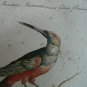 antique colored etching -Galbula Brasiliani -18th century