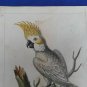 1761 engraving with hand color.  EDWARDS GEORGE Lefsen Cockatoo