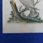 1761 engraving with hand color.  EDWARDS GEORGE Lefsen Cockatoo