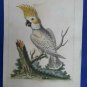 1761 engraving with hand color.  EDWARDS GEORGE Lefsen Cockatoo