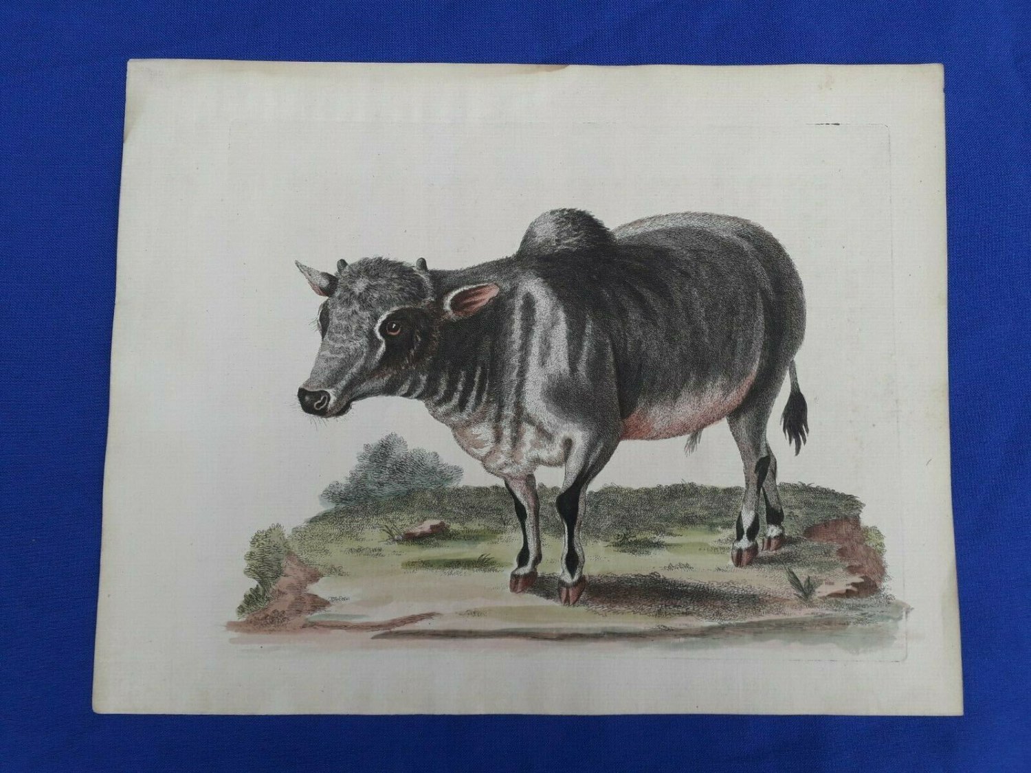 18th engraving with hand color.  EDWARDS GEORGE Indian Buffalo