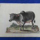 18th engraving with hand color.  EDWARDS GEORGE Indian Buffalo
