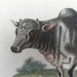 18th engraving with hand color.  EDWARDS GEORGE Indian Buffalo