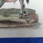 18th engraving with hand color.  EDWARDS GEORGE Indian Buffalo