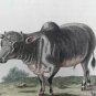 18th engraving with hand color.  EDWARDS GEORGE Indian Buffalo