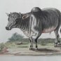 18th engraving with hand color.  EDWARDS GEORGE Indian Buffalo