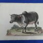 18th engraving with hand color.  EDWARDS GEORGE Indian Buffalo