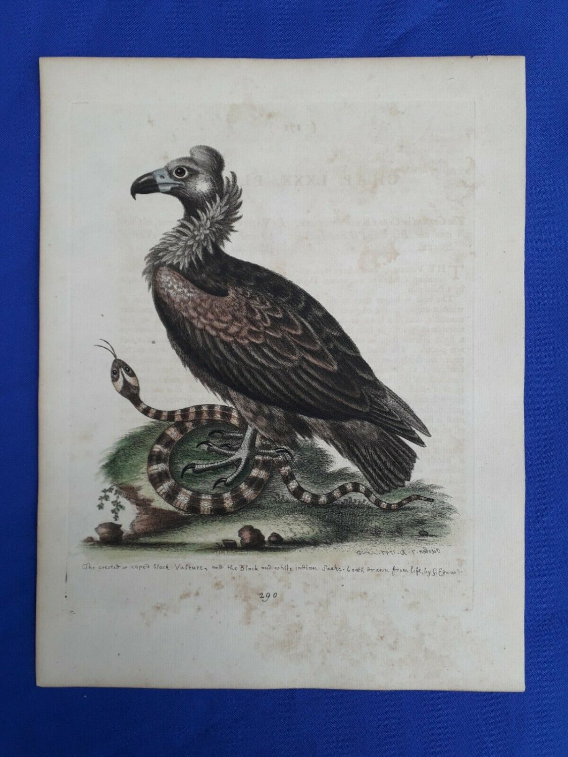 18th engraving with hand color.  EDWARDS GEORGE black vulture indian snake