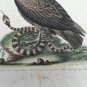 18th engraving with hand color.  EDWARDS GEORGE black vulture indian snake