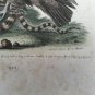 18th engraving with hand color.  EDWARDS GEORGE black vulture indian snake