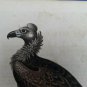 18th engraving with hand color.  EDWARDS GEORGE black vulture indian snake