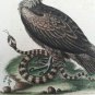 18th engraving with hand color.  EDWARDS GEORGE black vulture indian snake