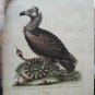18th engraving with hand color.  EDWARDS GEORGE black vulture indian snake
