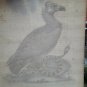 18th engraving with hand color.  EDWARDS GEORGE black vulture indian snake