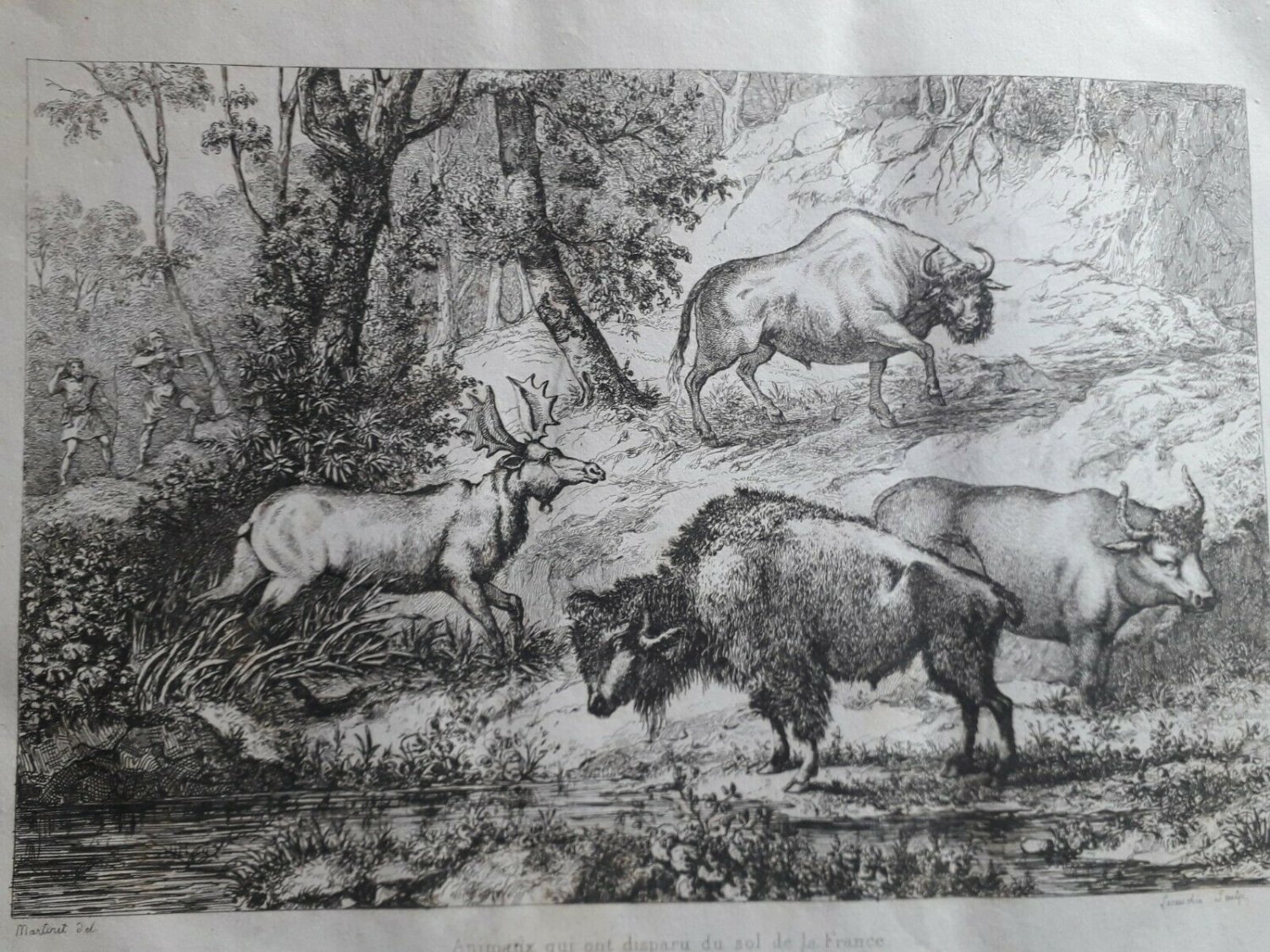 old engraving print 1836 Animatix that have disappeared from the soil of France