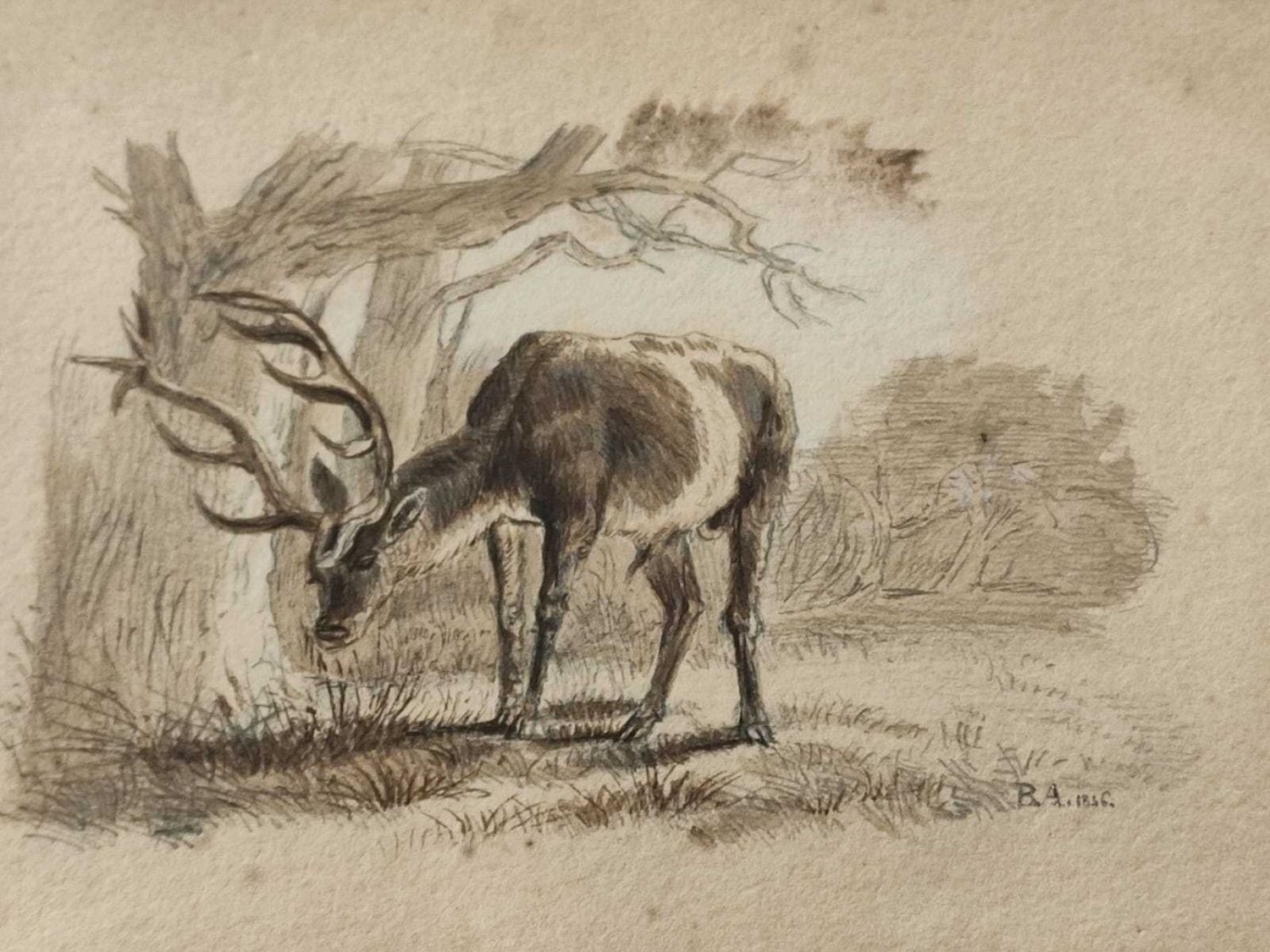 old drawing on paper with pencil deer. signed initials BA 18..