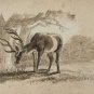 old drawing on paper with pencil deer. signed initials BA 18..