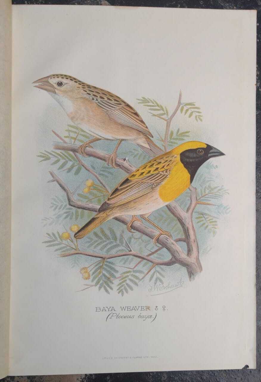 Baya Weaver. Illustration taken from Foreign Finches by Arthur G. 1899