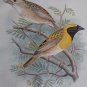 Baya Weaver. Illustration taken from Foreign Finches by Arthur G. 1899