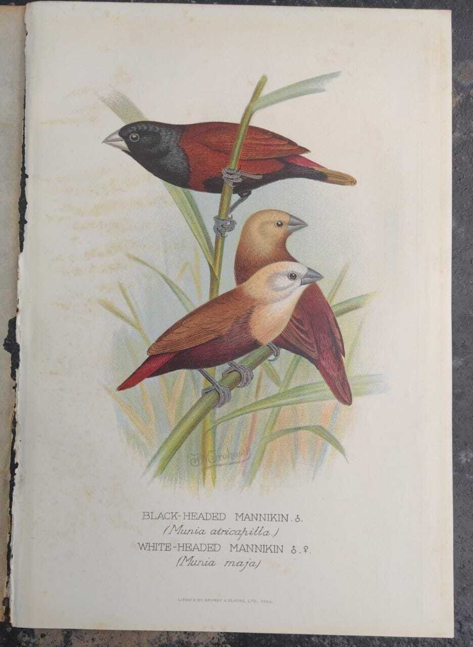 Black headed mannikin  Illustration taken from Foreign Finches by A.Butler  1899