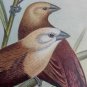 Black headed mannikin  Illustration taken from Foreign Finches by A.Butler  1899