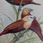 Black headed mannikin  Illustration taken from Foreign Finches by A.Butler  1899