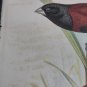 Black headed mannikin  Illustration taken from Foreign Finches by A.Butler  1899
