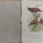 Black headed mannikin  Illustration taken from Foreign Finches by A.Butler  1899