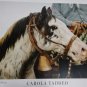 old poster Carola Taddeo horse yegua madrina san antonio de Areco,Argentina