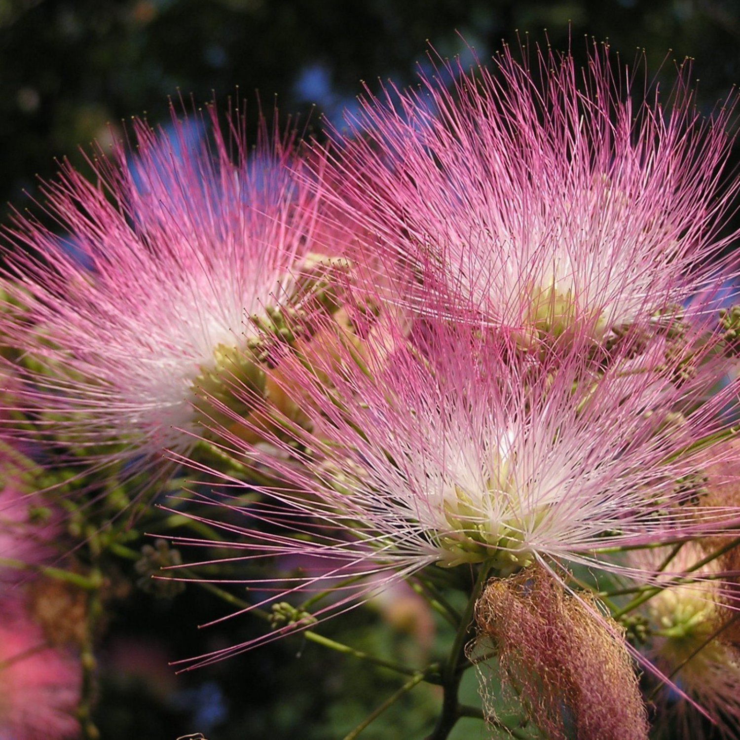 Silky Mimosa Albizia Julibrissin Rosea 15 Seeds