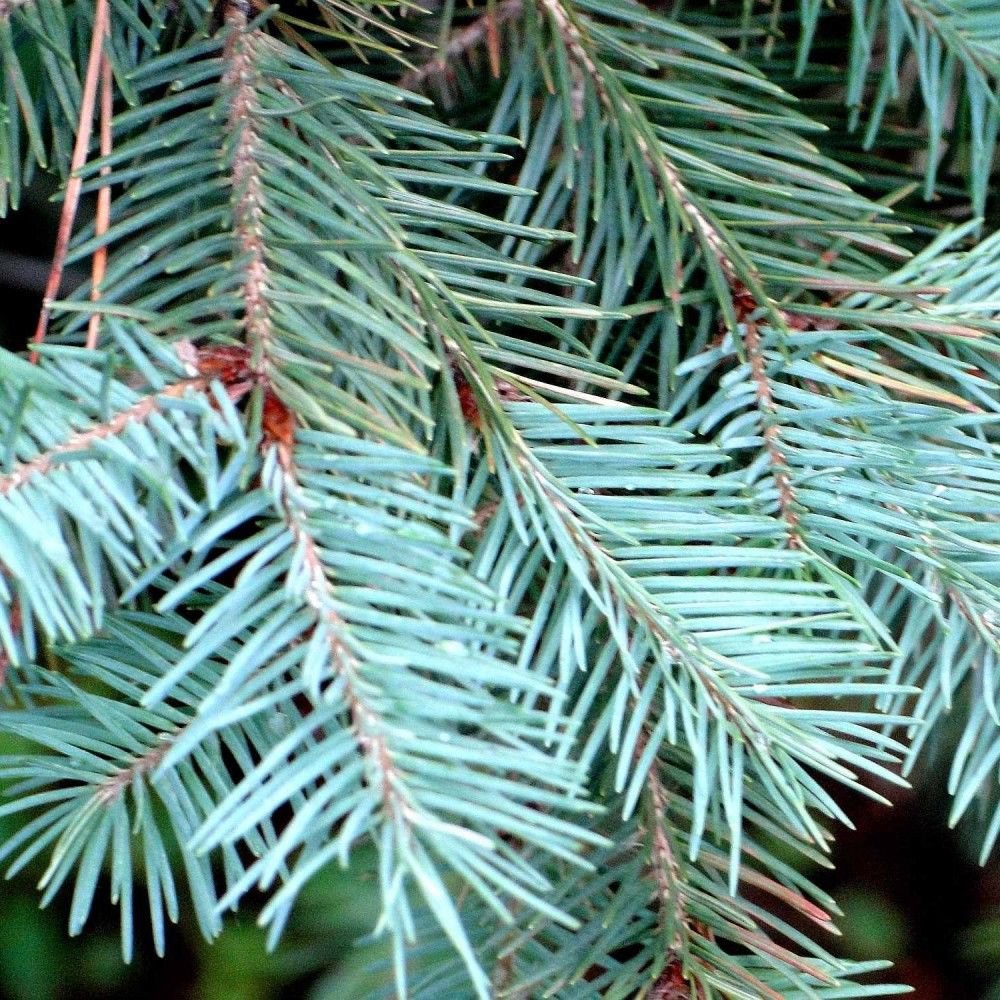 BLUE MOUNTAIN DOUGLAS FIR Pseudotsuga Menziesii Glauca 20 SEEDS