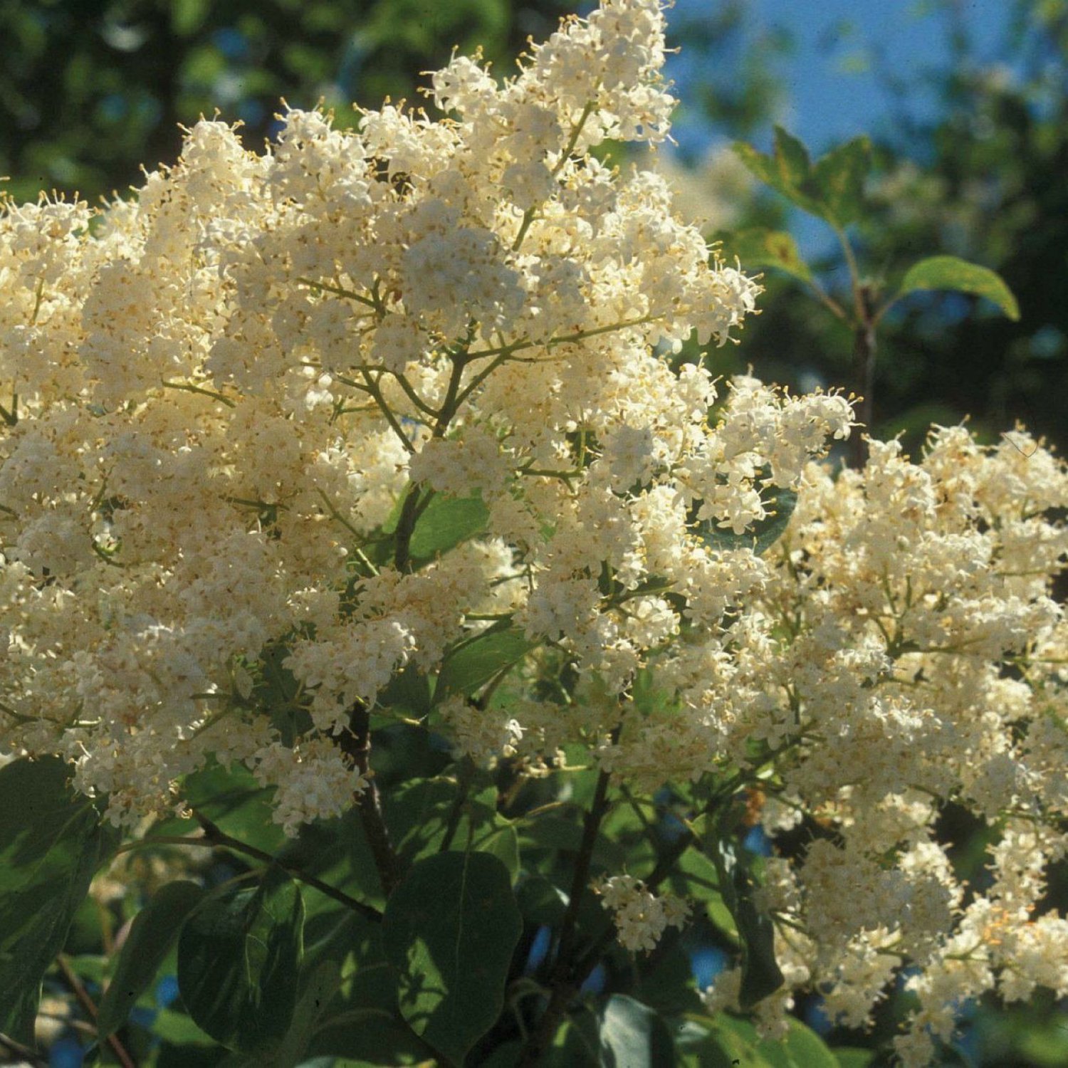 PEKING LILAC Syringa Pekinensis - 20 SEEDS