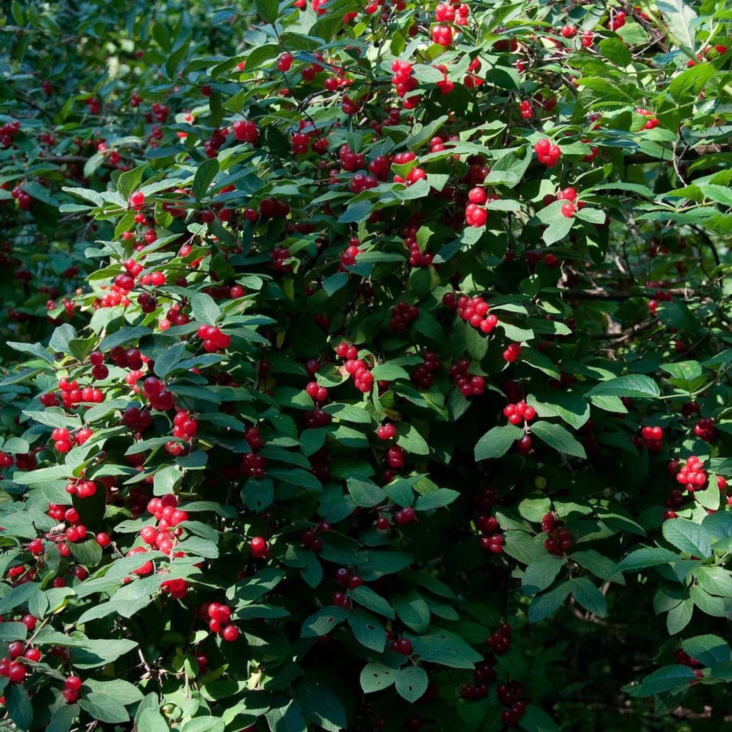 tatarian-honeysuckle-lonicera-tatarica-20-seeds