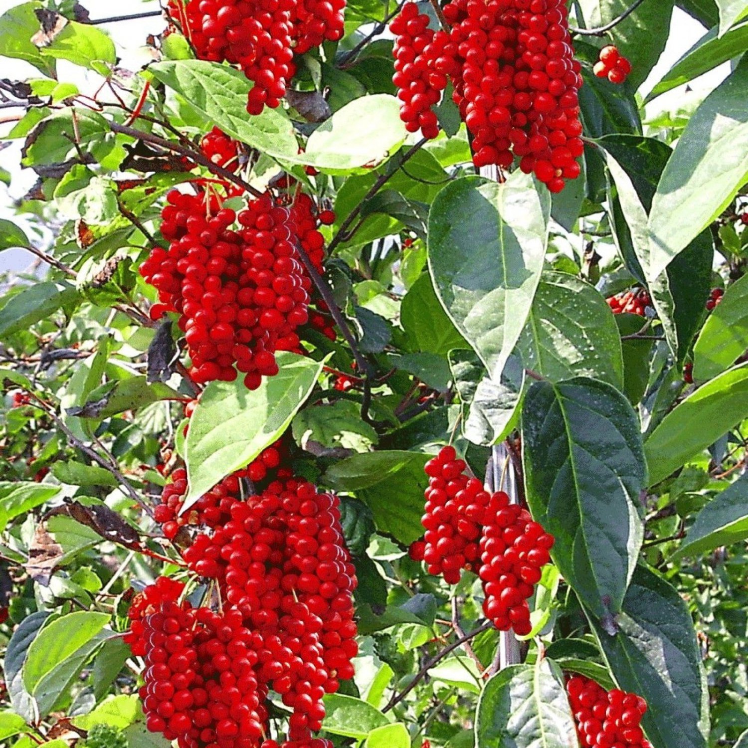 MAGNOLIA VINE Schisandra Chinensis 10 SEEDS