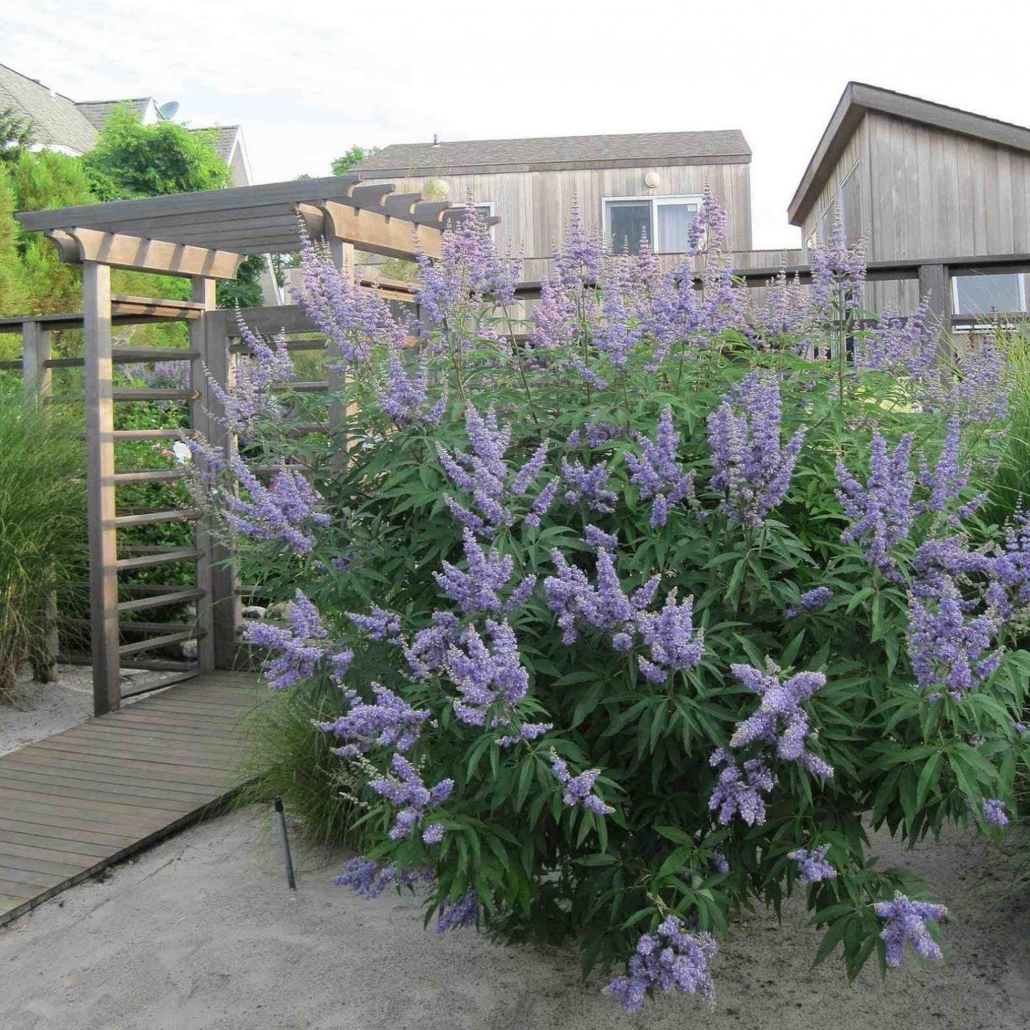 LILAC CHASTE TREE Vitex Agnus castus - 10 SEEDS