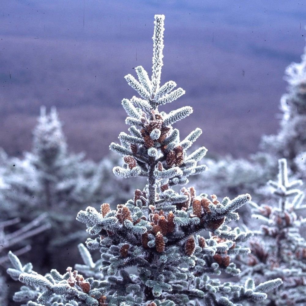 BALSAM FIR Abies Balsamea Cooks Blue - 60 SEEDS