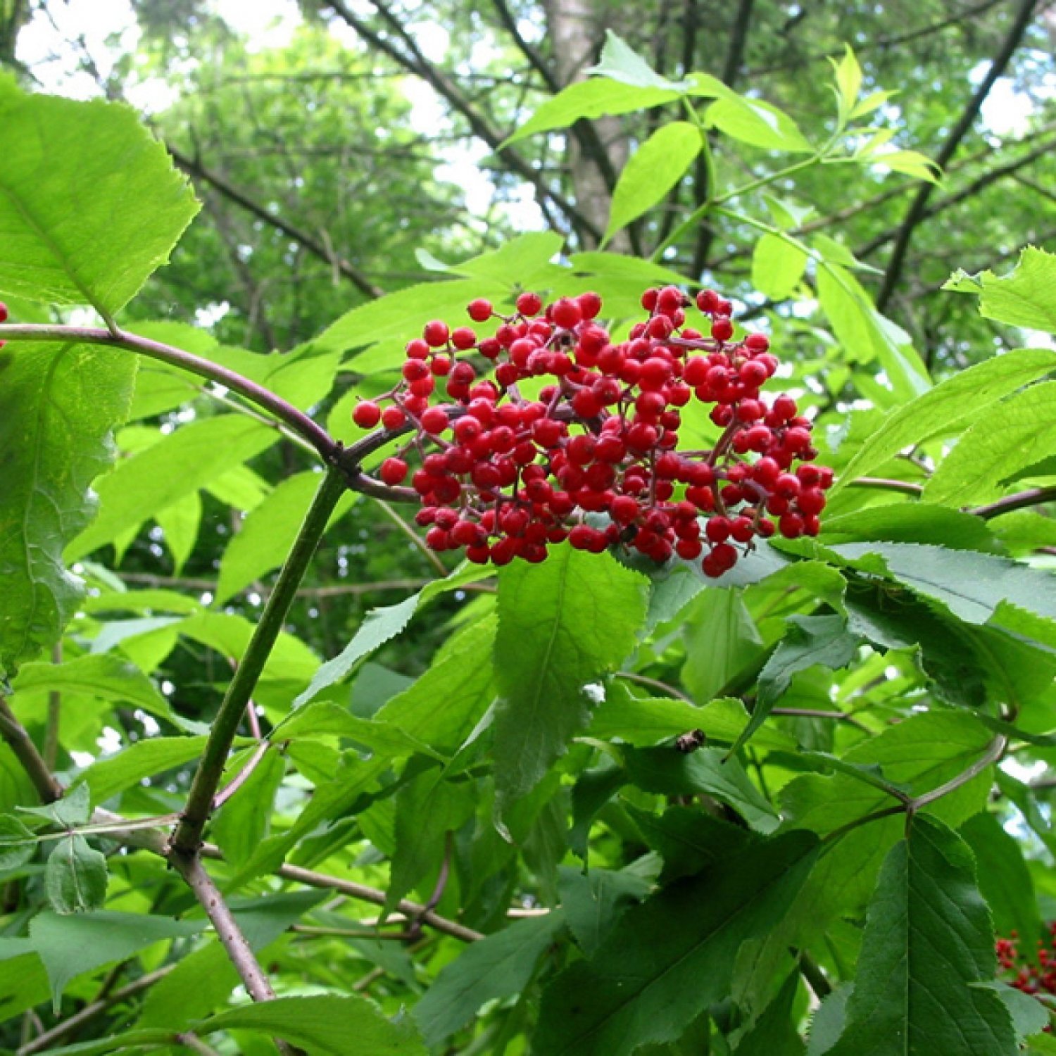 RED ELDERBERRY Sambucus Pubens 30 SEEDS