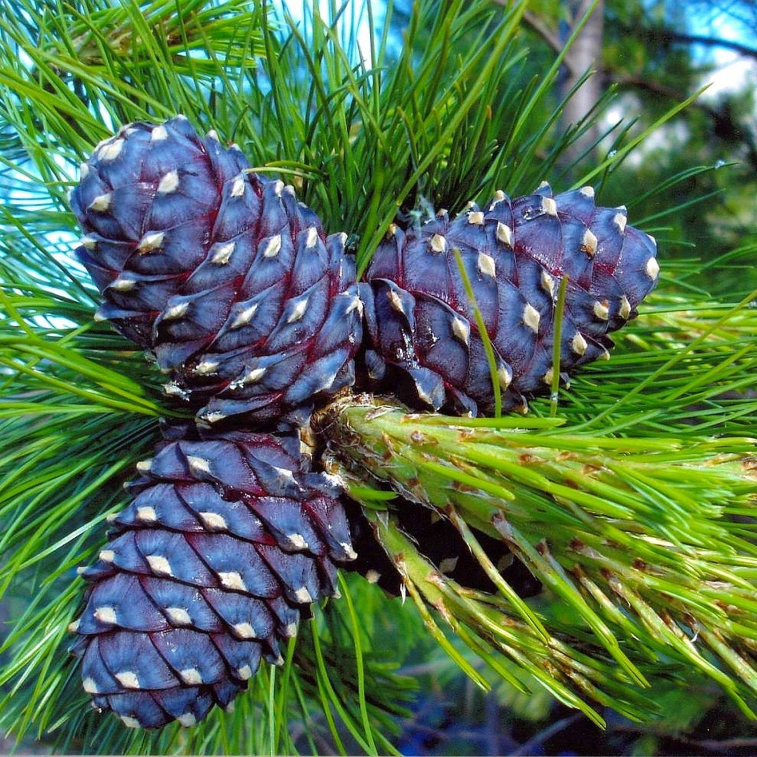 SIBERIAN PINE Pinus Cembra Sibirica 5 SEEDS