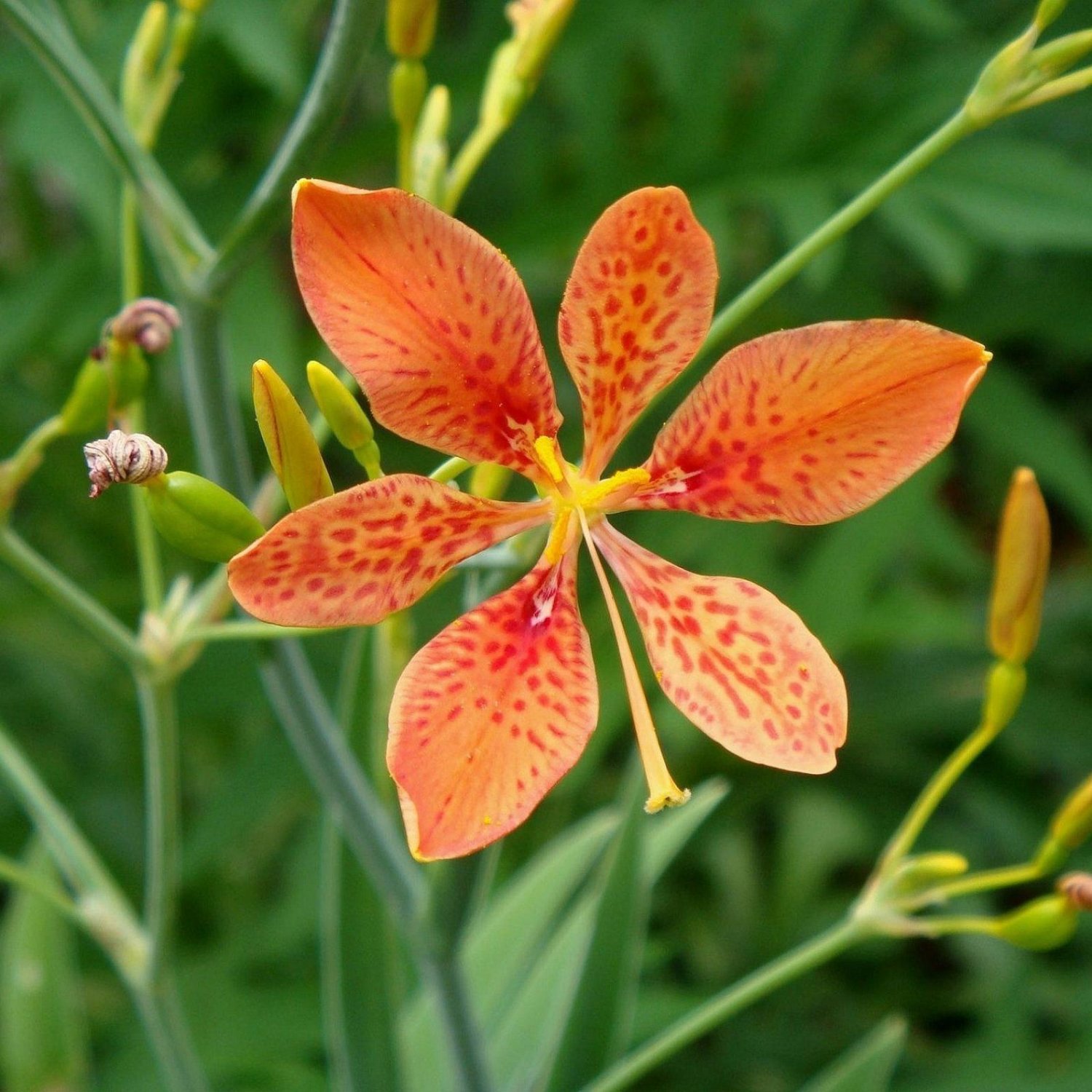 Leopard Lily Belamcanda Chinensis 40 Seeds