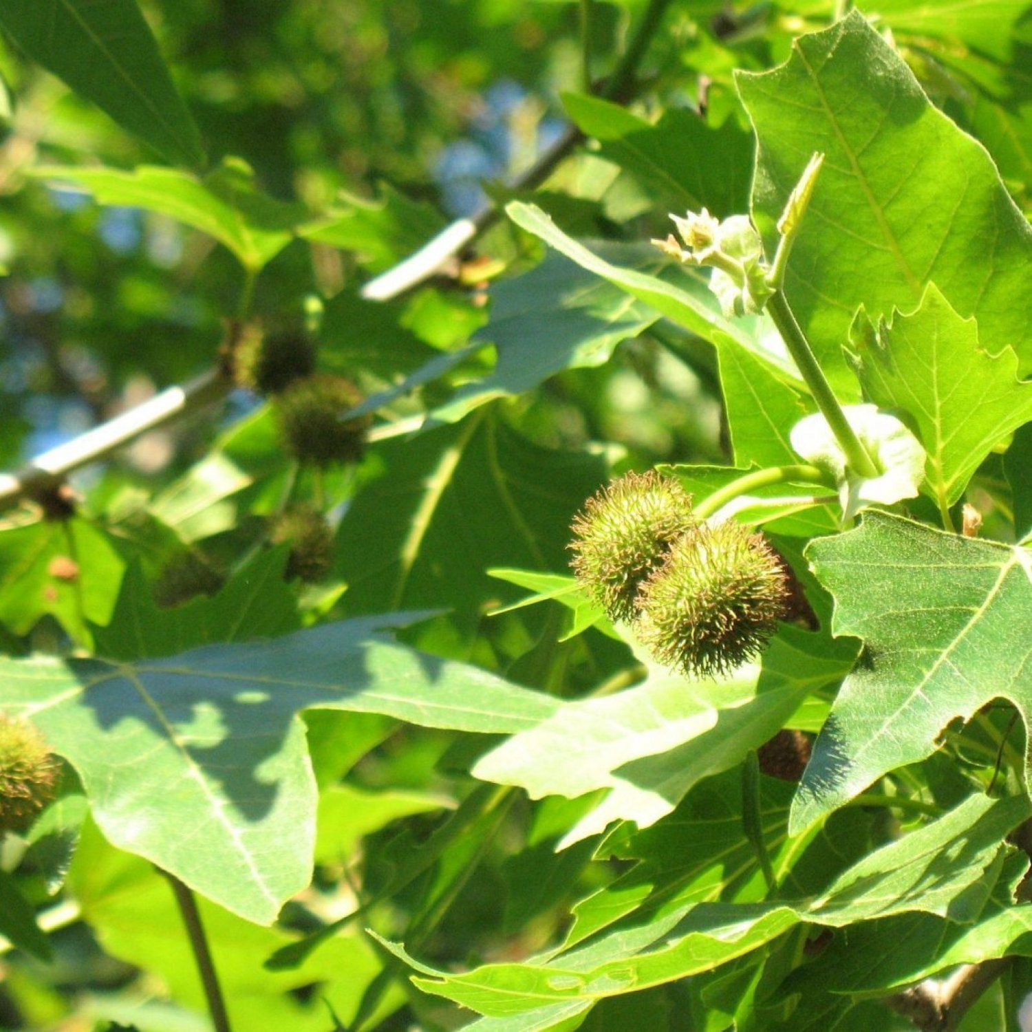 ORIENTAL PLANETREE Platanus Orientalis - 30 SEEDS