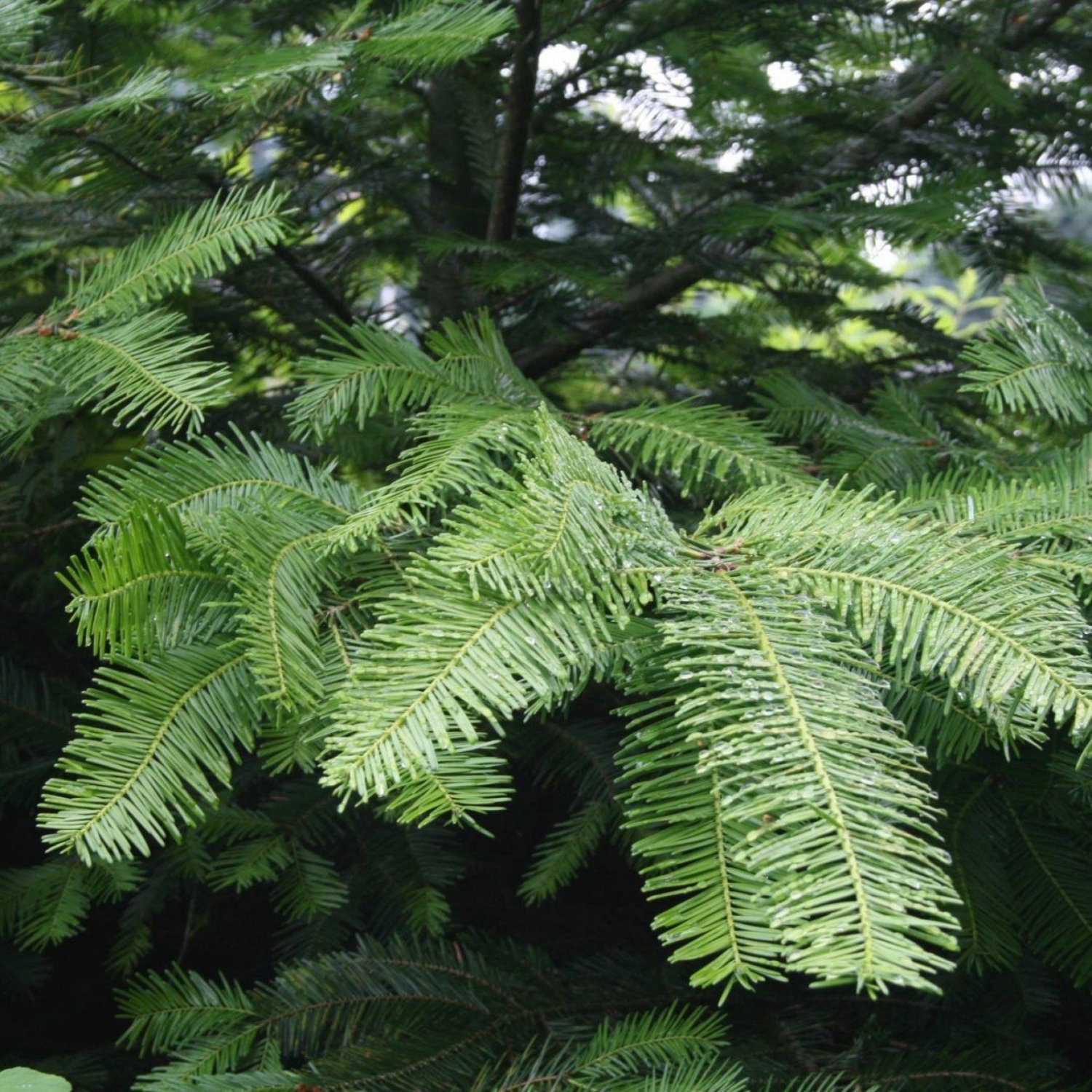 Grand Fir Abies Grandis 20 Seeds