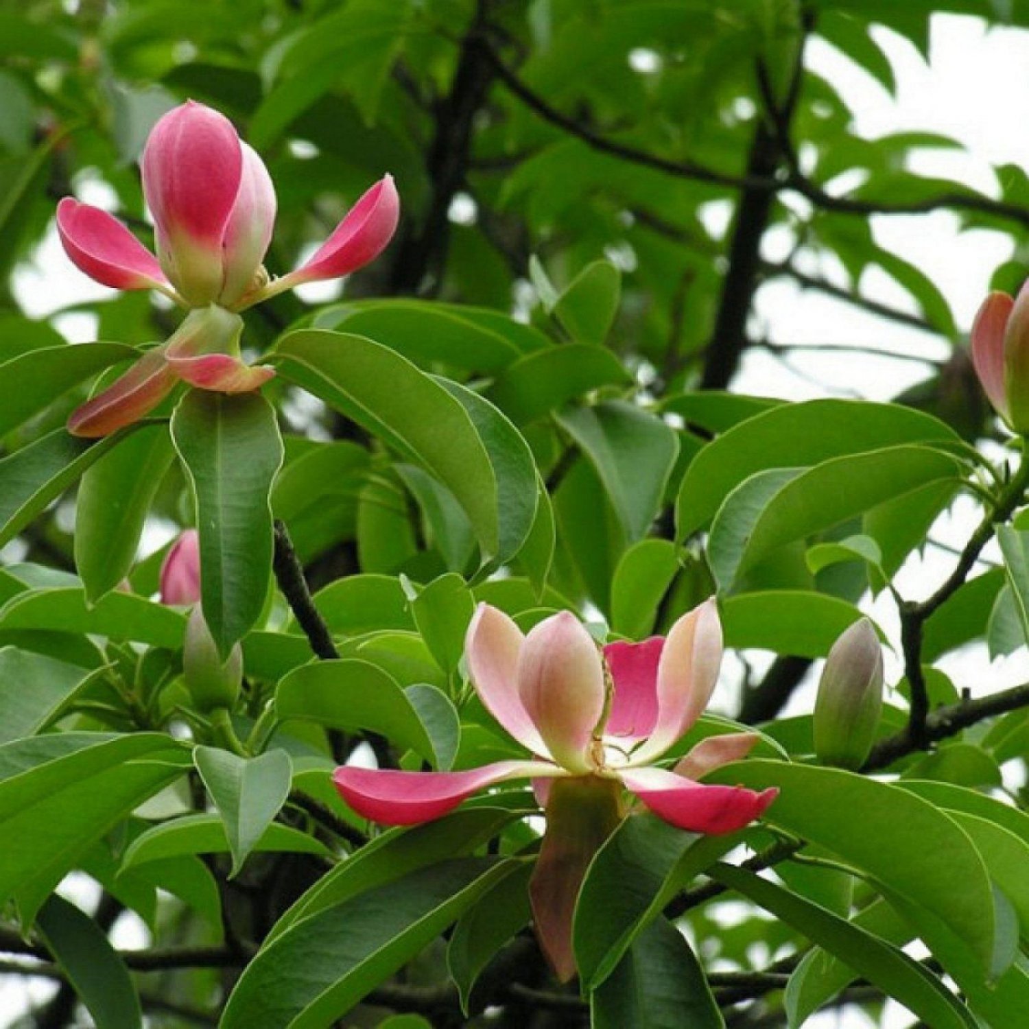 RED LOTUS TREE Manglietia Insignis - 10 SEEDS